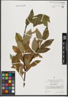Foto von Salix hastata L.